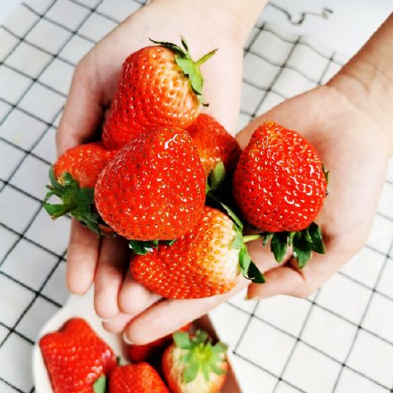 怎么辨别真假丹东草莓 (丹东九九草莓真假鉴别)