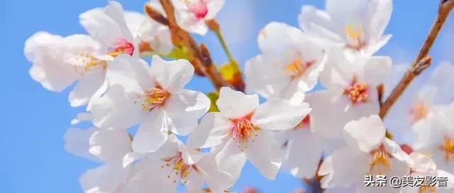 古代诗人有哪些关于诗的雅号,中国古代诗人雅号别称大全