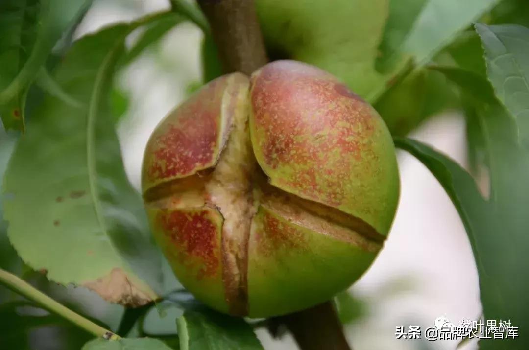 黄蟠桃和黄油蟠桃哪个更好,黄油蟠桃2019