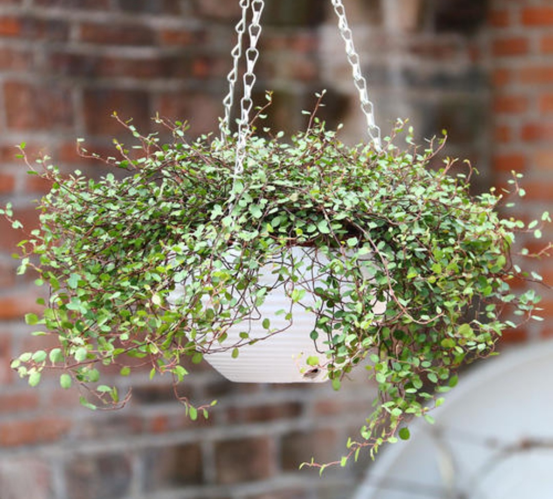 18种院子好看的花儿,18种漂亮的花