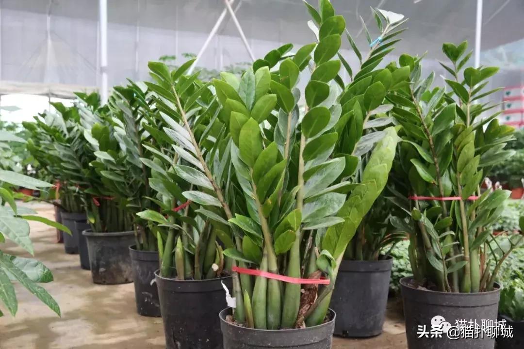 聊城北环花卉市场批发玫瑰鲜花吗,聊城最大的花卉市场