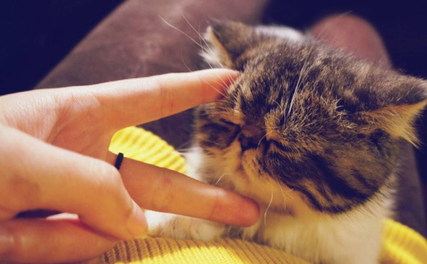 scratch石头剪刀布怎么建立角色,用scratch制作石头剪刀布