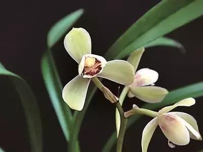 种植兰花叶片有虫怎么办,兰花生病防治小妙招