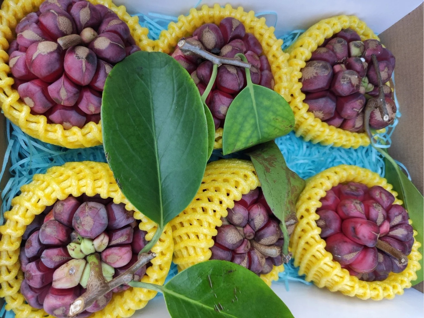 恶魔果实多少钱一瓶,恶魔果实的市价是多少