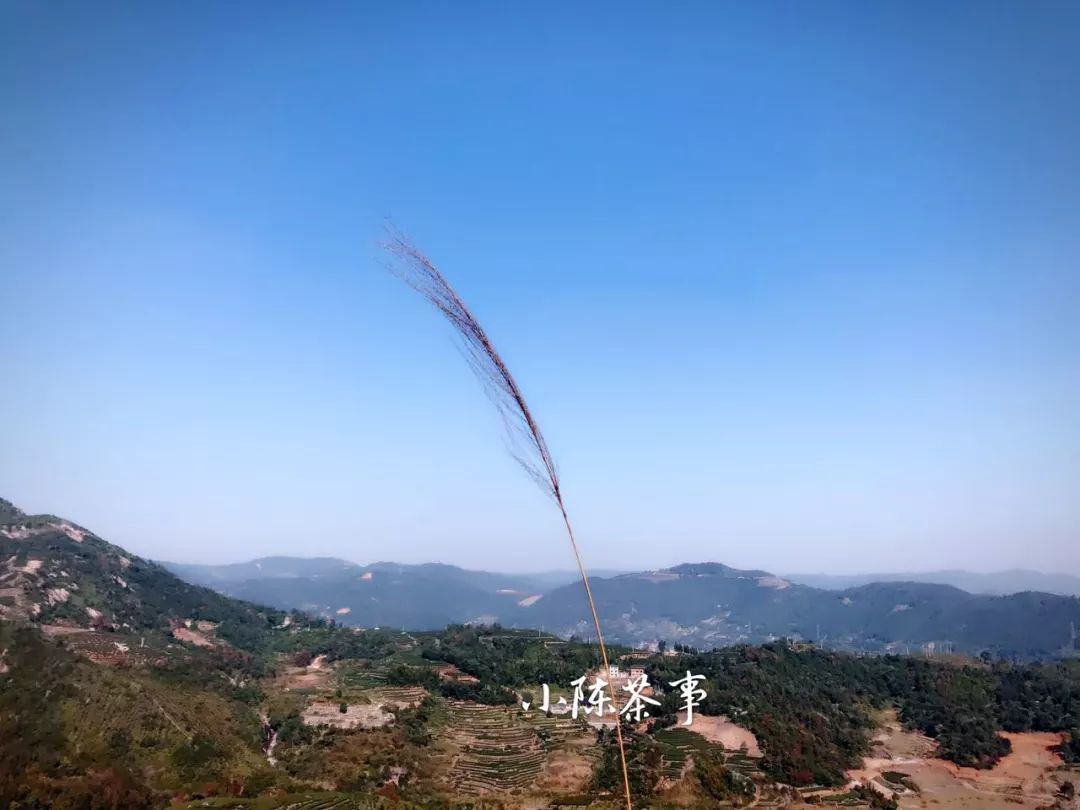 白茶红茶绿茶都是碱性的吗,白茶茶汤酸涩是什么原因