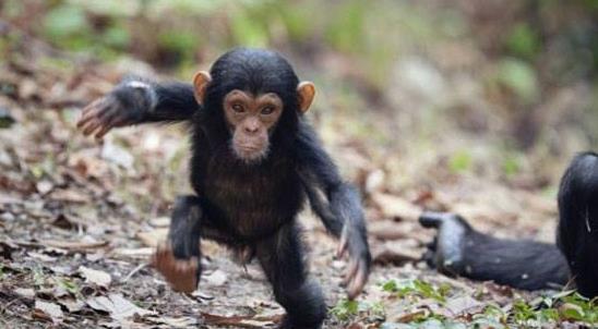 12万年前的人类脚印,200万年前就有人类足迹