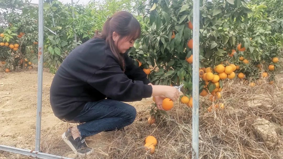 溧阳十万斤草莓,红美人溧阳