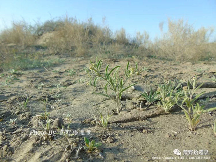 荒野拾遗录,荒野拾遗录完整
