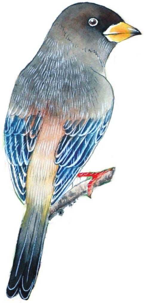 蜡嘴雀工笔画,蜡嘴鸟画画教程