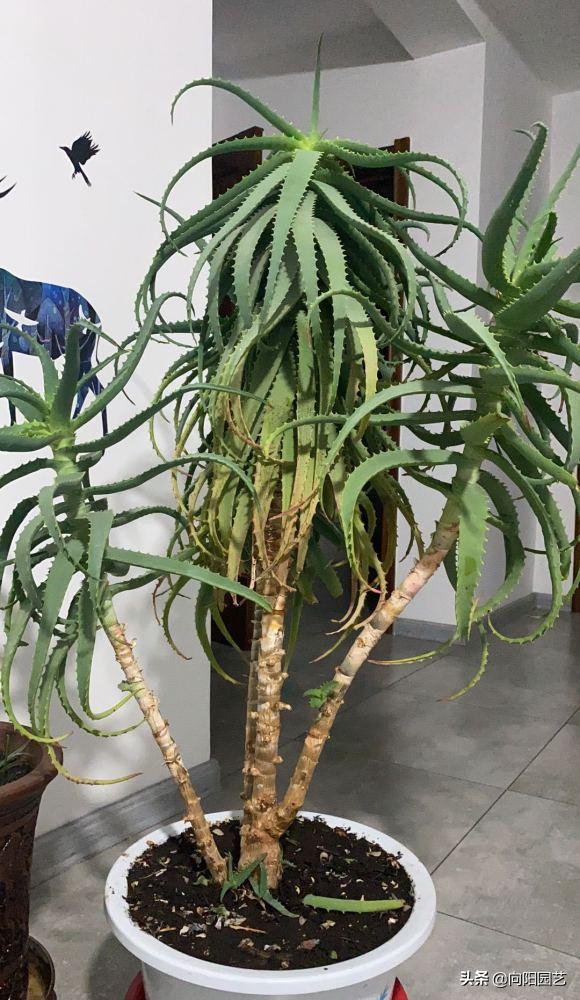 不起眼的芦荟，价值非常高，夏天止痒必备，有“它”不用怕蚊子