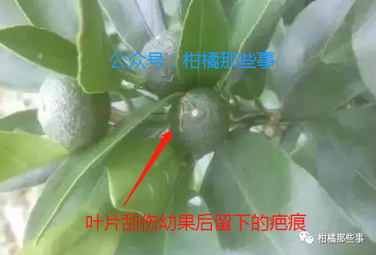 安徽柑橘保花保果的措施有哪些,丰收期柑橘促梢和保果必看