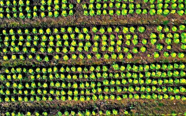 红玫瑰白菜,玫瑰花一样的白菜