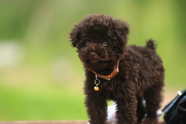 贵宾犬牙齿掉完还可以活多久,贵宾犬八岁开始掉牙正常吗