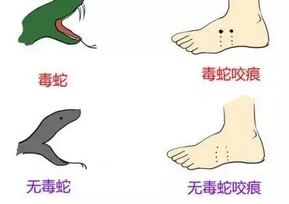 家周围频繁出现蛇是什么预兆,家附近老是有蛇怎样驱赶