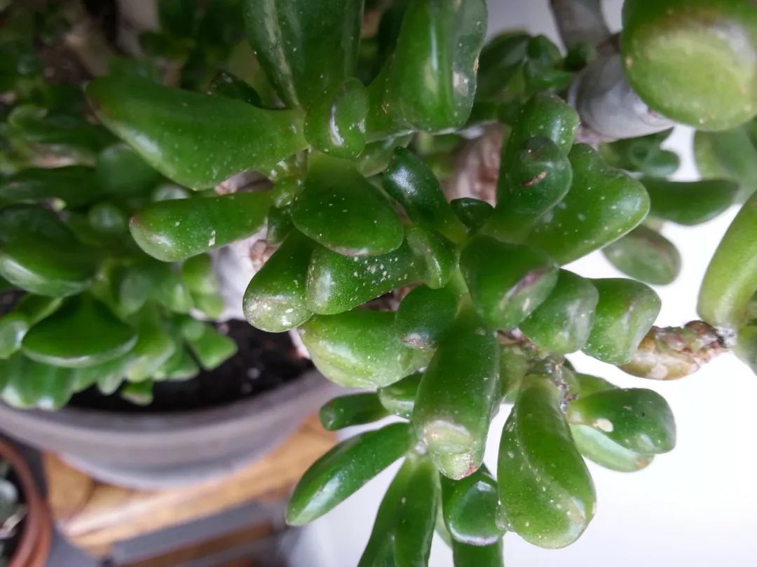 夏天蚧壳虫出来了打什么药,为什么一到夏天就长蚧壳虫