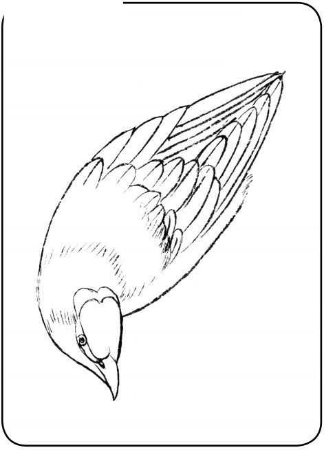 国画初学者入门步骤鸟禽,国画各种鸟类画法大全