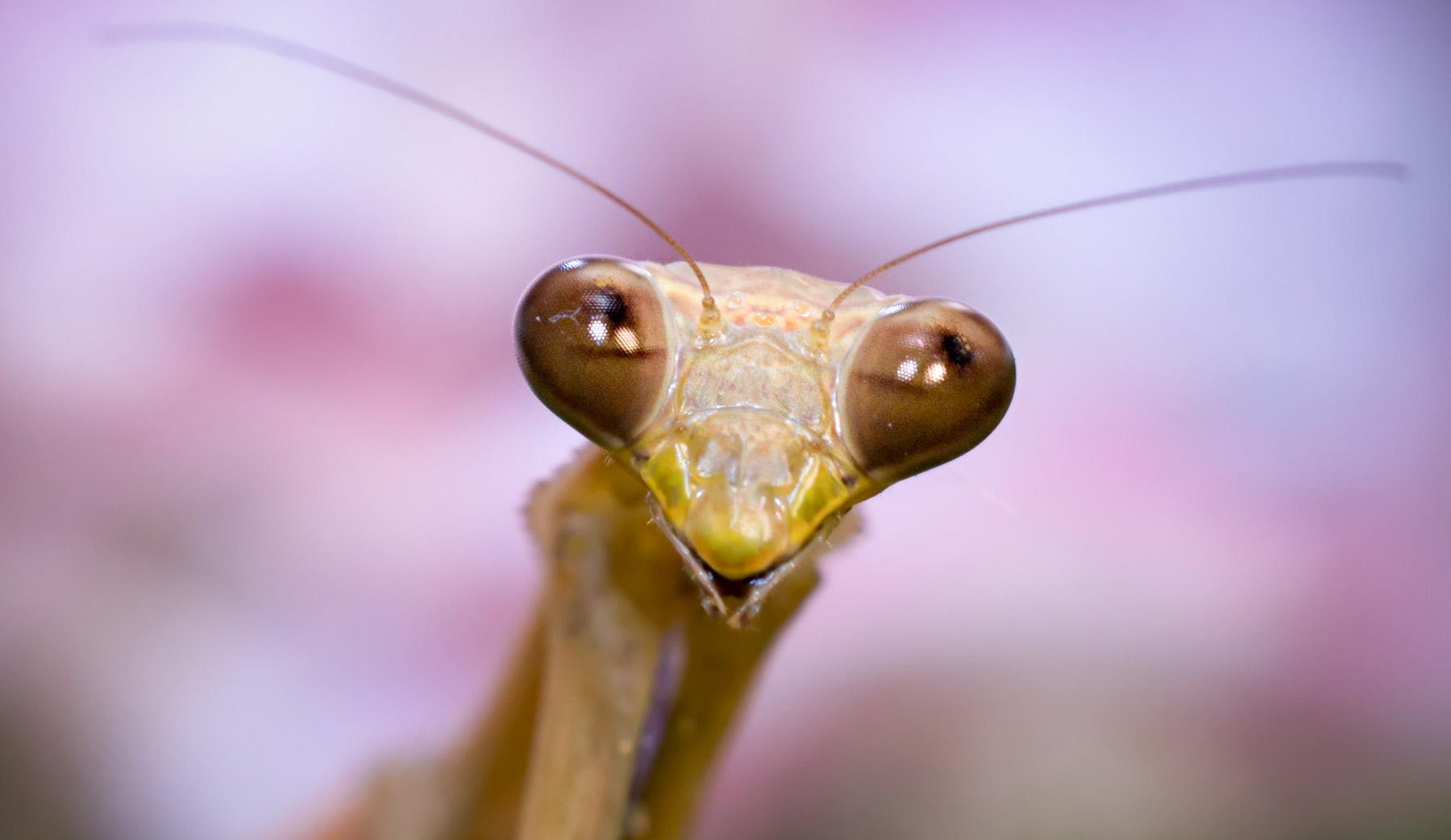 第14篇，尼康相机的标头-2021年元旦快乐