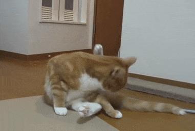 猫咪能闻到主人身上独特的味道吗,猫咪能闻到主人嘴巴里的味道吗