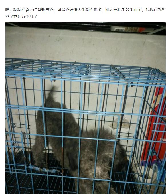 狗狗护食放任不管，担心酿成恶果，用这几种办法让狗狗改正坏习惯