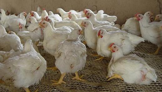 一种养殖肉鸡的方法,肉鸡十大操作