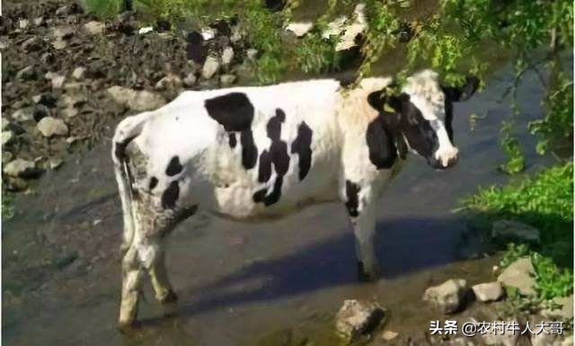 牛蹄瘸了的原因,牛脚蹄是什么原因引起的