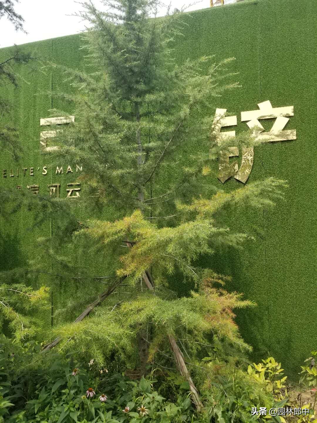 松树上的叶子发黑,松树松针顶部发黄