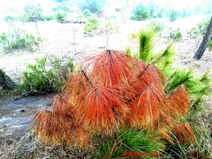 一个叫木头一个叫马尾民谣现场,一个叫木头一个叫马尾有什么含义