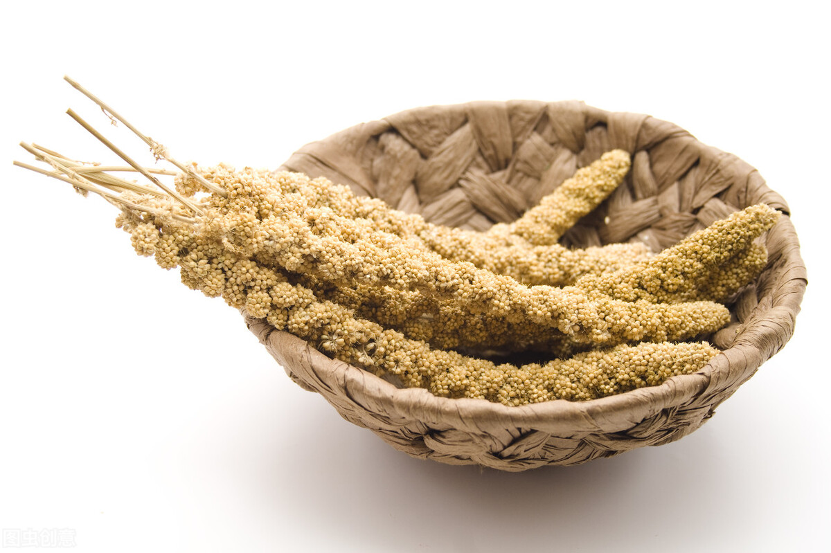 宠物鸽的饲养与训练,养鸽经验分享100条