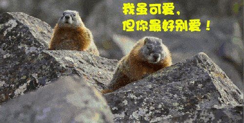 北京确诊2名鼠疫患者治好了吗,北京确诊两例鼠疫目前情况如何