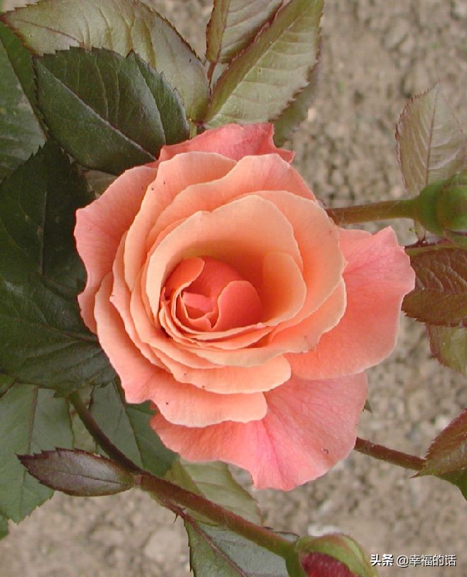 10大名花的美誉,10大名花10大名画配10首诗词