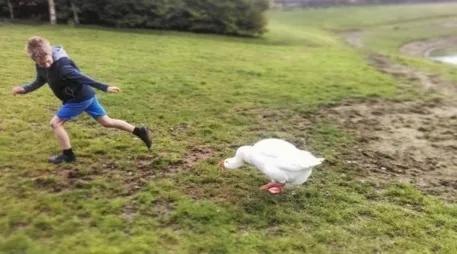 遇到大鹅攻击怎么办,如果被一群大鹅攻击怎么办