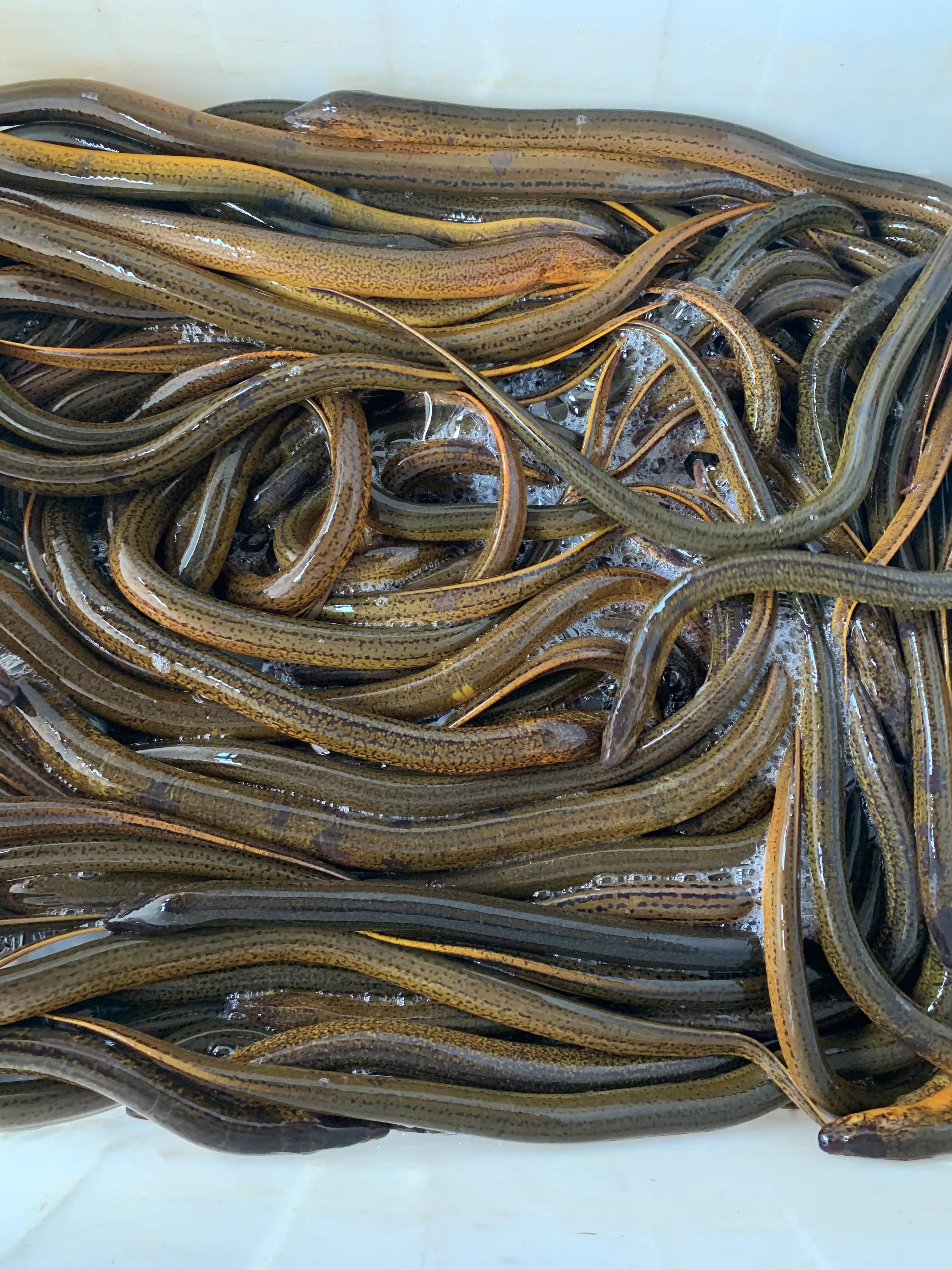 目前小龙虾养殖的前景如何,未来的小龙虾养殖前景