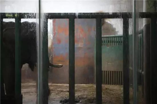 大象踩死狗事件,长沙动物园大象踩死驯兽员后续