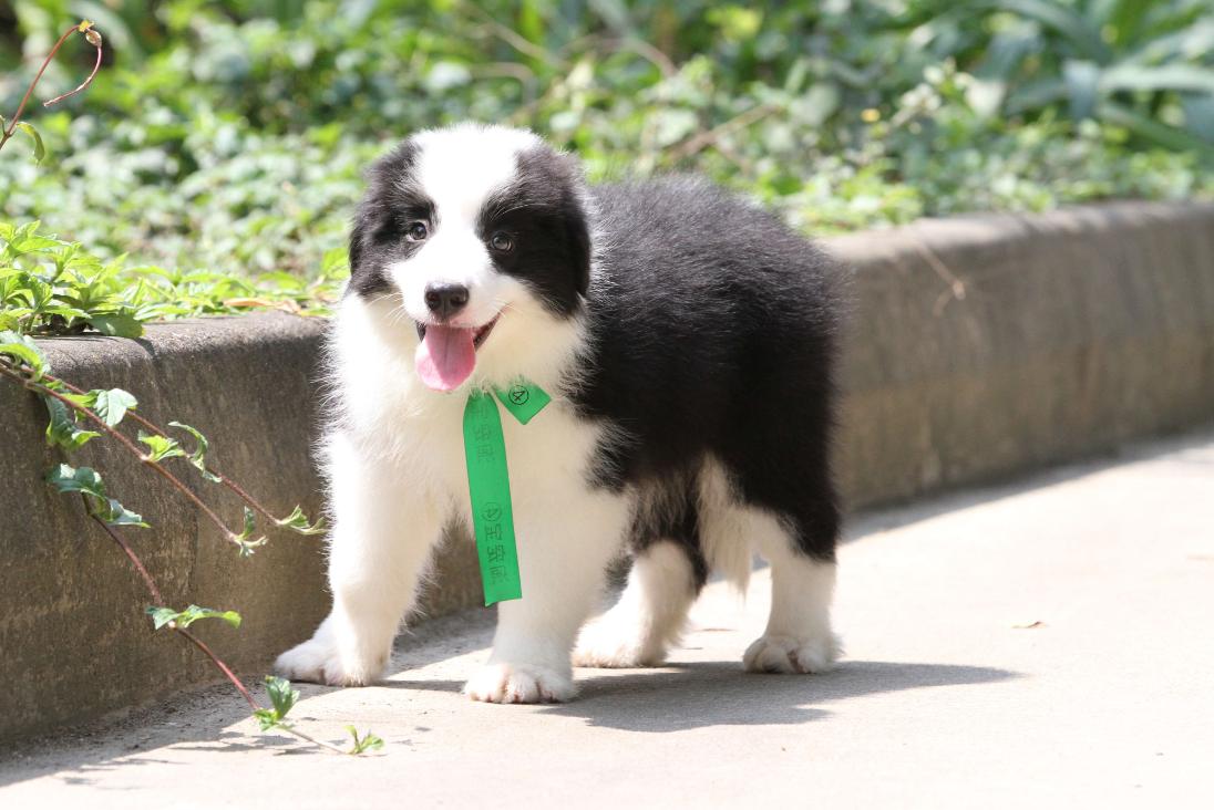 怎么避免边牧遗传病,黑白边牧的遗传病有哪些