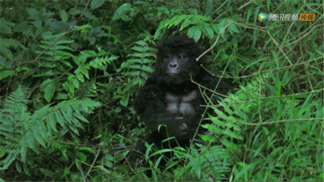 BBC得多有钱?为*窥偷**愣是做了一堆超逼真假动物,真实到被求交配