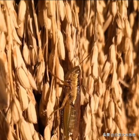 东北大米最好吃排名第几名,五常大米和东北大米