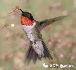 鸟类的产热结构,鸟类的结构特点有哪些