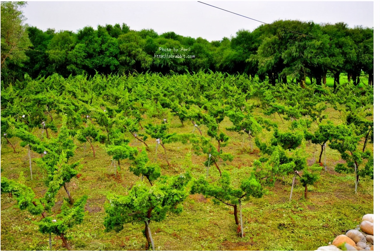 中国国宝日本人的摇钱树,世界上到底有没有摇钱树
