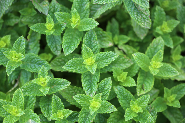 薄荷中药怎么炮制,与薄荷相似的中药