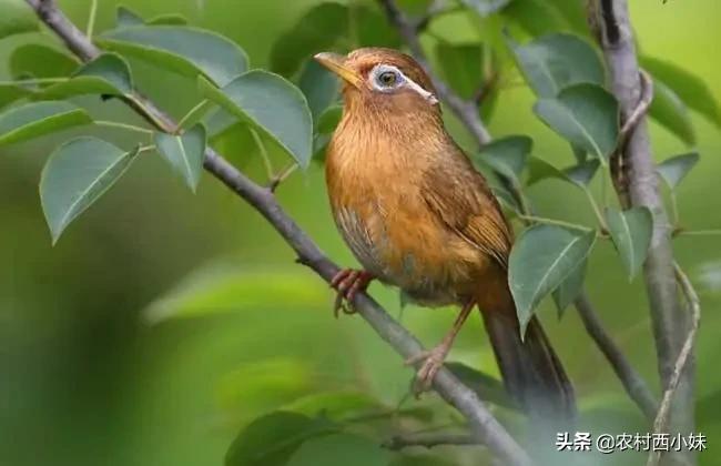 画眉鸟的小技巧,怎么才能让画眉鸟好养