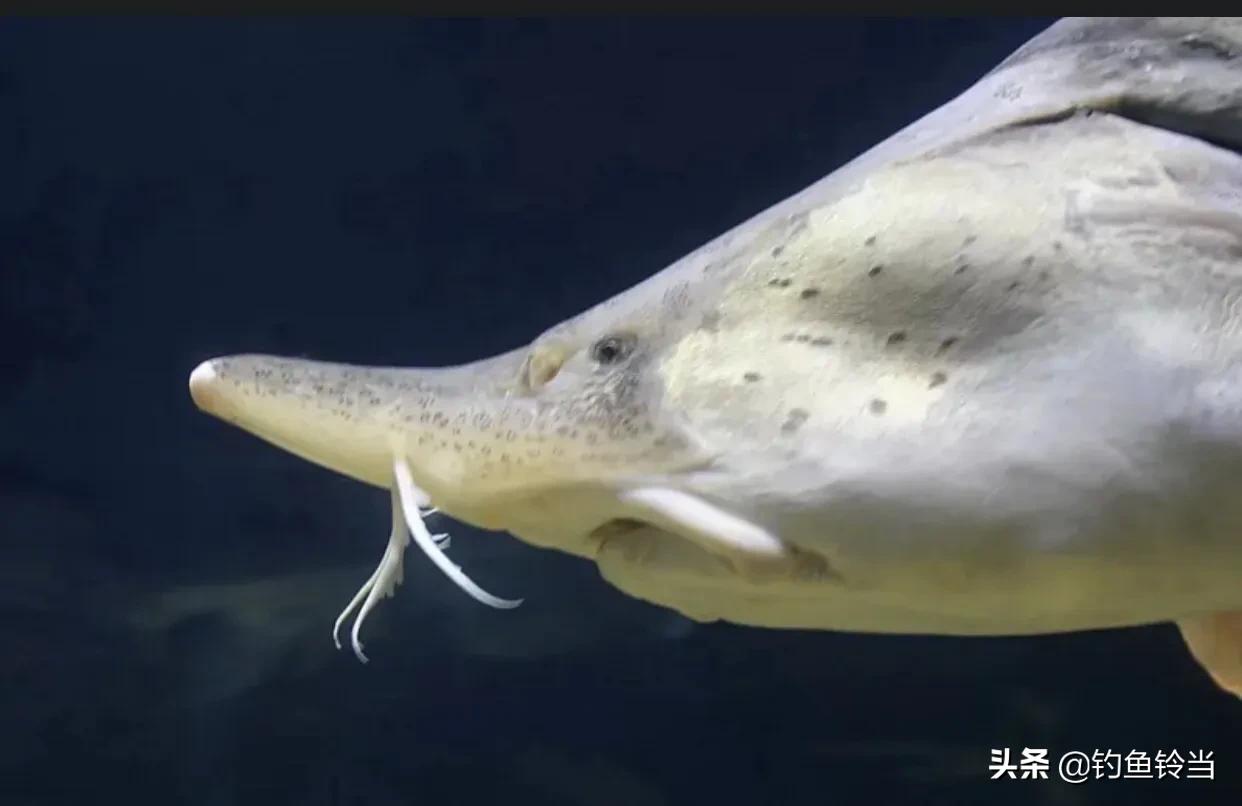 达氏鳇鱼长江也有吗,达氏鳇鱼简介