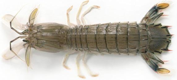 罗氏虾怎么辨别有没有膏,罗氏虾虾苗怎么分辨真假