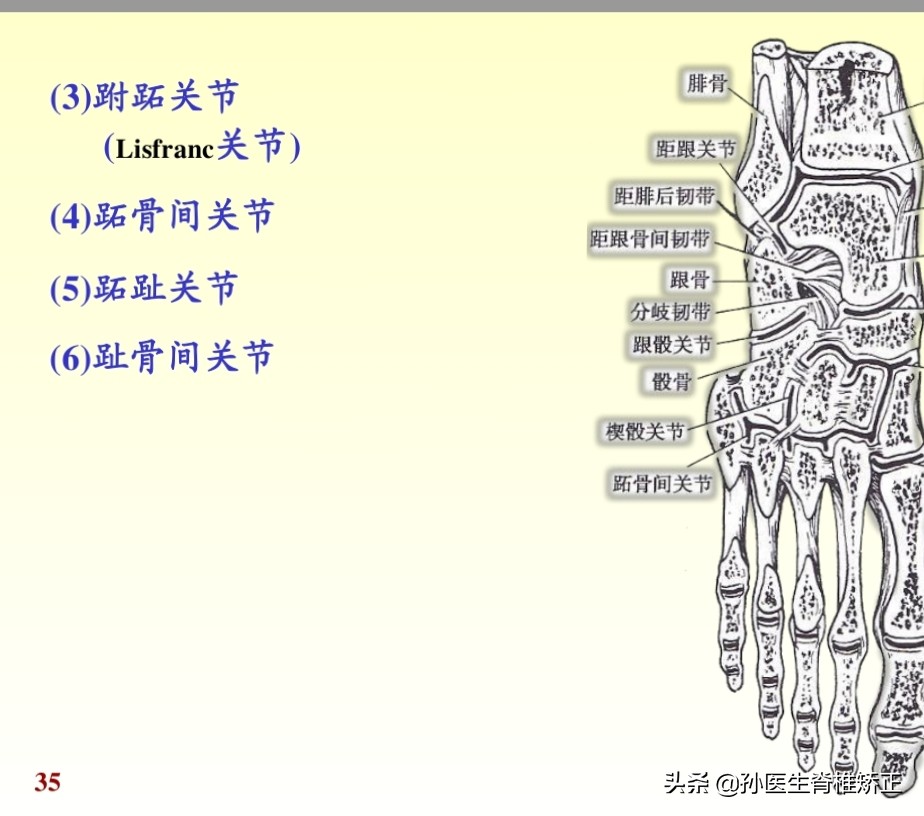 人体解剖学课件ppt,人体解剖学关节学
