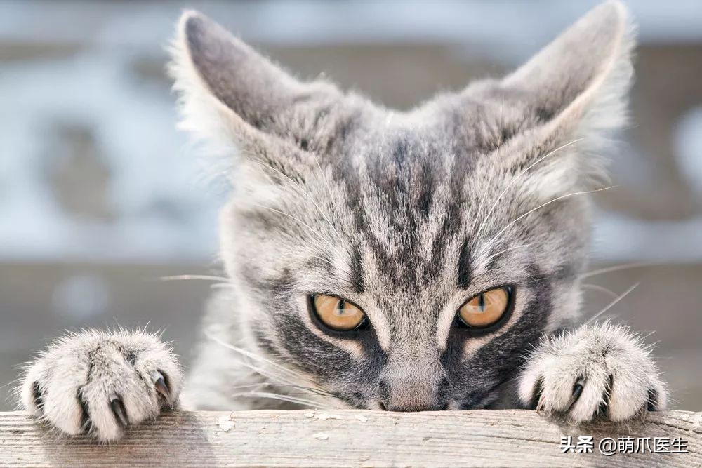 黑心宠物粮涉事企业有哪些,黑心宠物粮涉事企业