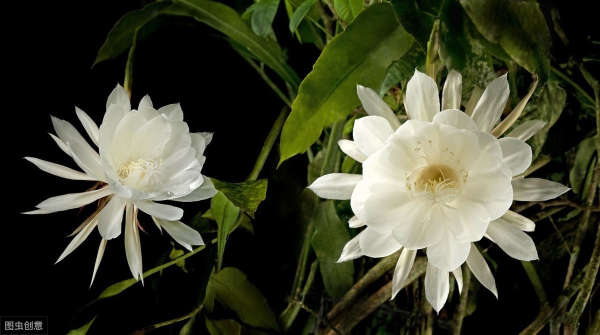 听花开的声音作文900字,聆听花开原唱