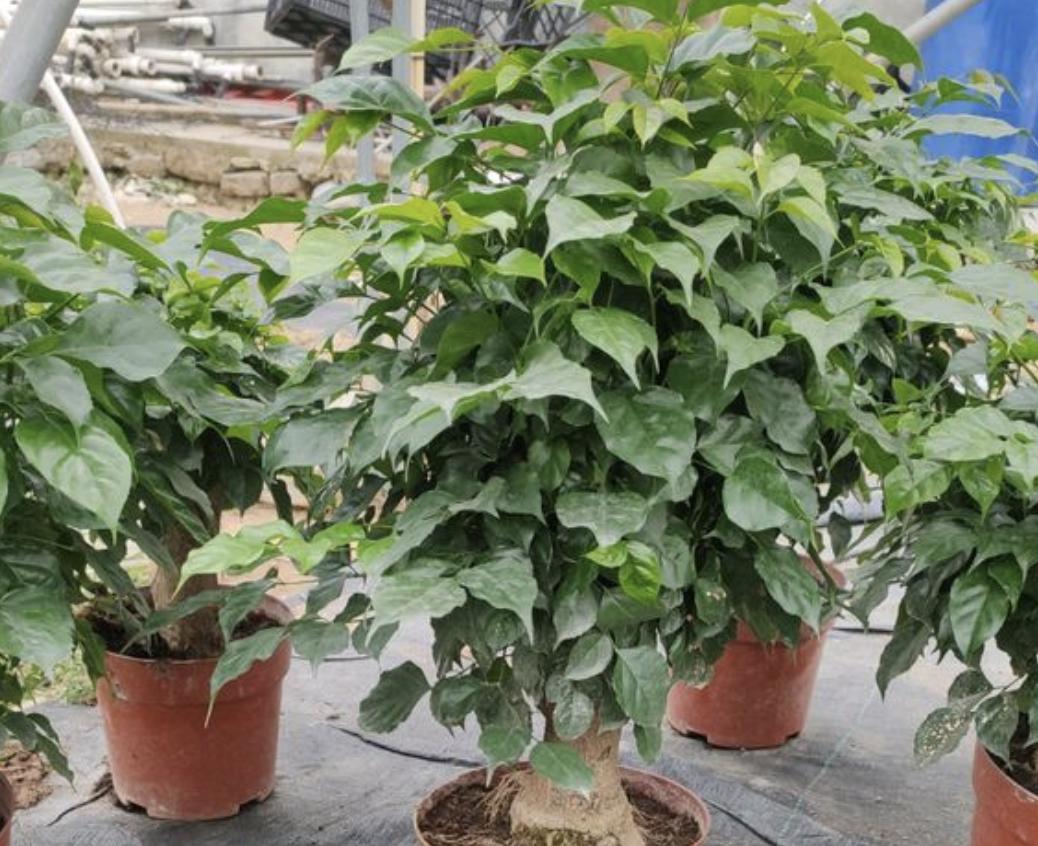 客厅养这5种花最忌讳这一点,家里适合养的花和植物风水