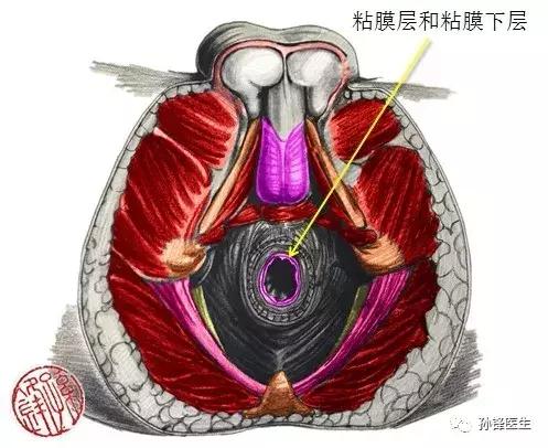 医学笔记︱男性会阴部的肌肉系统(中肛管水平):(下)