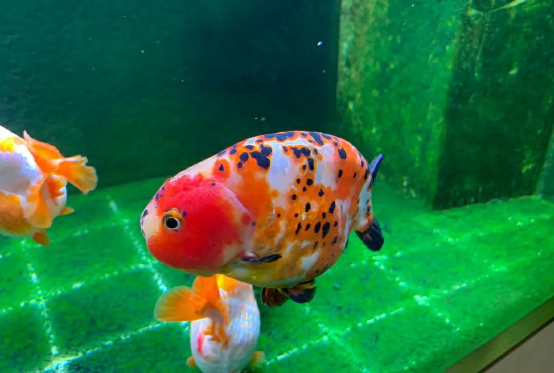 金鱼肚皮朝上是怎么回事？怎么办？你不用太担心，也很好办
