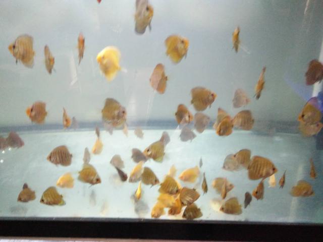 鱼缸净水剂使用方法,鱼缸使用净水剂多久能加硝化细菌