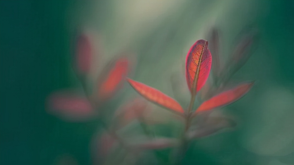 不必太执着又何必为难自己呢,生活已如此艰辛不必为难自己